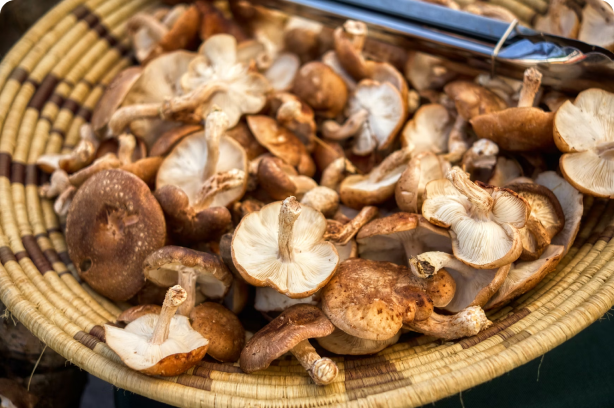 GAEC Le Champignon Urbain